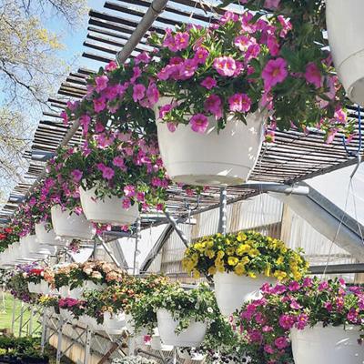 Flowers at Fahr Greenhouses & Nursery.