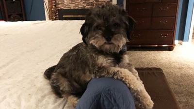 Paul Bax of Arnold said he was always a cat person, that is until Jenny, the rescue dog, came along.