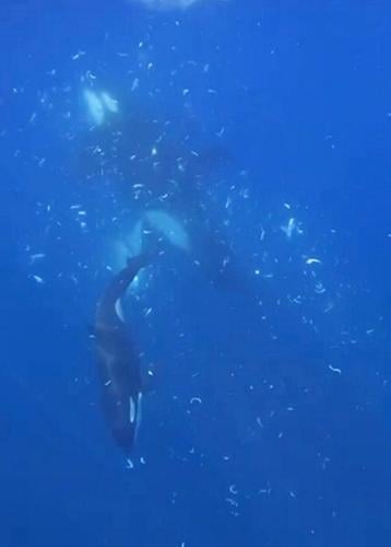 Orcas caught on camera ramming one of worlds heaviest fish so hard it exploded