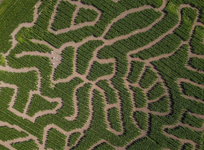 Farm builds maze the size of three football pitches in the shape of bee and flowers
