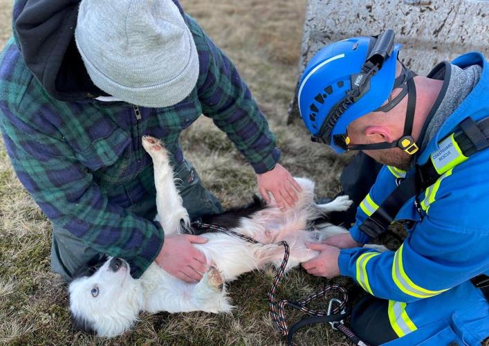Collie rescued after 100ft fall down rocky cliff face