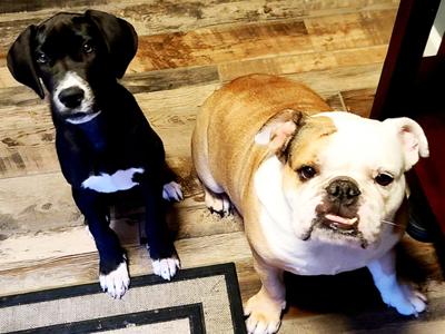 In this recent photo, Scout, left, and Harley eagerly await a treat.