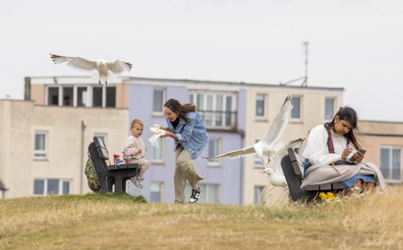 Shouting at seagulls makes them more likely to leave your food alone research shows