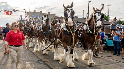 The Budweiser Clydesdales on July 23 trot down Festus Main Street.