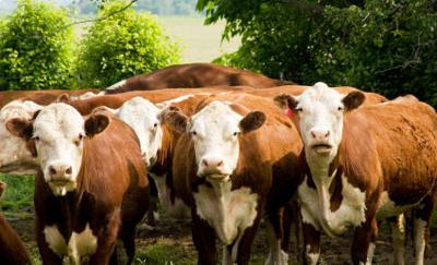 Hereford cows