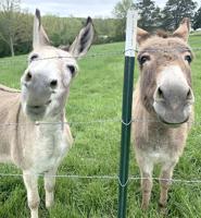 Pet Spot: Donkeys Pepper and Sadie featured in De Soto nativity scene
