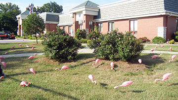 pevely pd flamingos