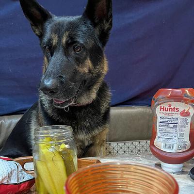 Pet Spot: Shadow just looking for comfy seat, not pickles, in submitted photo