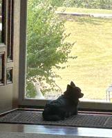 Pet Spot: Little Bear likes to monitor the neighborhood