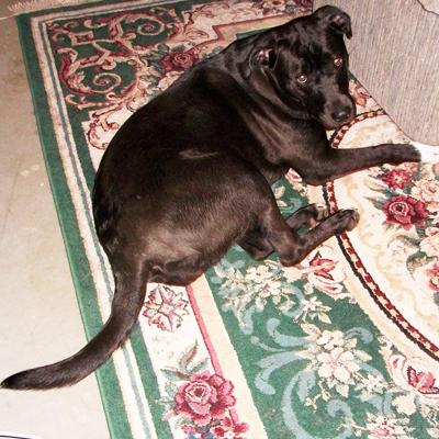 Susan Daiber of Cedar Hill sent in this recent photo of her family's dog, Little Bit.