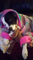 PET SPOT: Aunt Bee warms up in owner’s robe