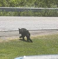 UPDATE: Bear traveling south in Jefferson County seen in Barnhart