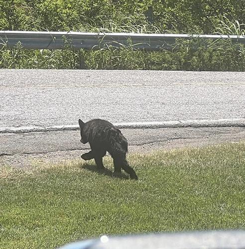 Bear appears to be traveling south in Jefferson County