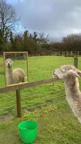 Videos show alpaca looking in mirror ‘for company’ – to help him with loneliness