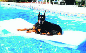 Barb Myles' doberman, Gretchen