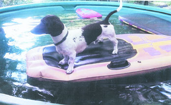 Rich Biesemeyer's dog, Jack