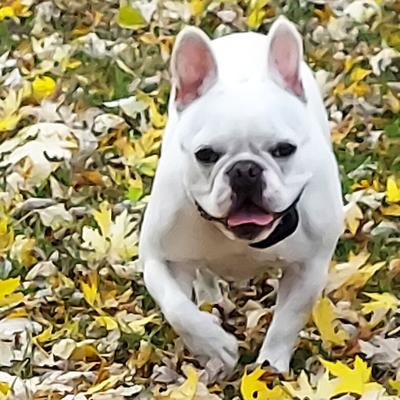 Kathy Munzlinger of House Springs says her family's dog, Ella, loves playing in leaves, as shown in this photo.