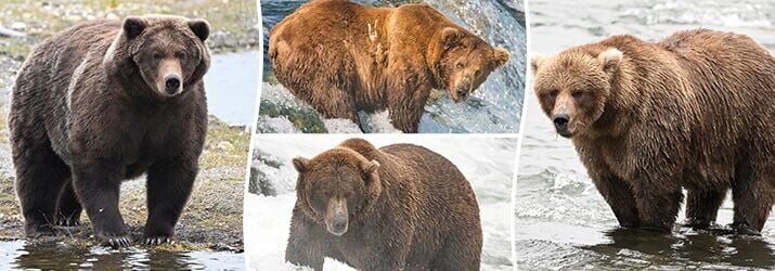 Fat Bear Week returns to pick Alaska’s bulkiest bear