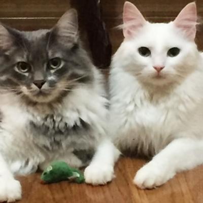 Susan Coleman of De Soto sent in this photo that probably was taken in 2021 of her family’s cats, Sully and Taz.