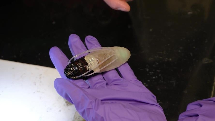 “Cyborg cockroaches” get “diving suits” to seek out humans