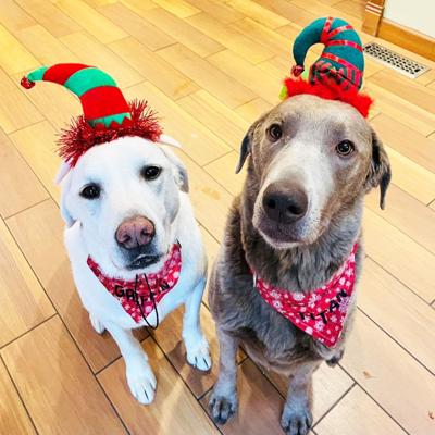 Griffin, left, and Titan sit for this photo taken during the 2022 holiday season.