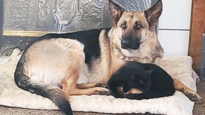 Barbara Priddy's dog, Jade, and cat, Jette, are huddled together in this photo taken last summer.
