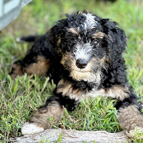 Pet spot: Bernedoodle Beaux stays active