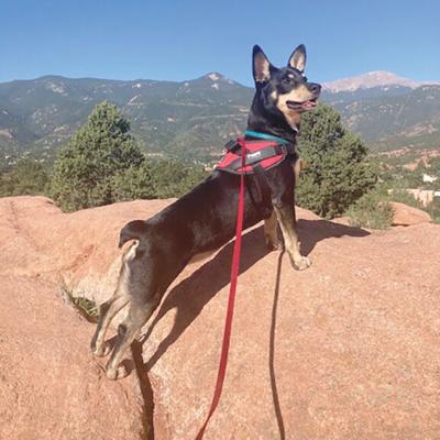 Pet Spot: Pepper captured in photo of trip to Colorado