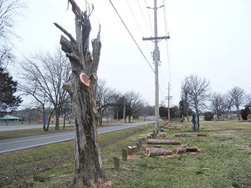 Festus city officials are having cedar trees cut down along Old Hwy. A at West City Park.