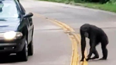 This chimp got loose from its home and was wandering around Hwy. CC south of Festus.