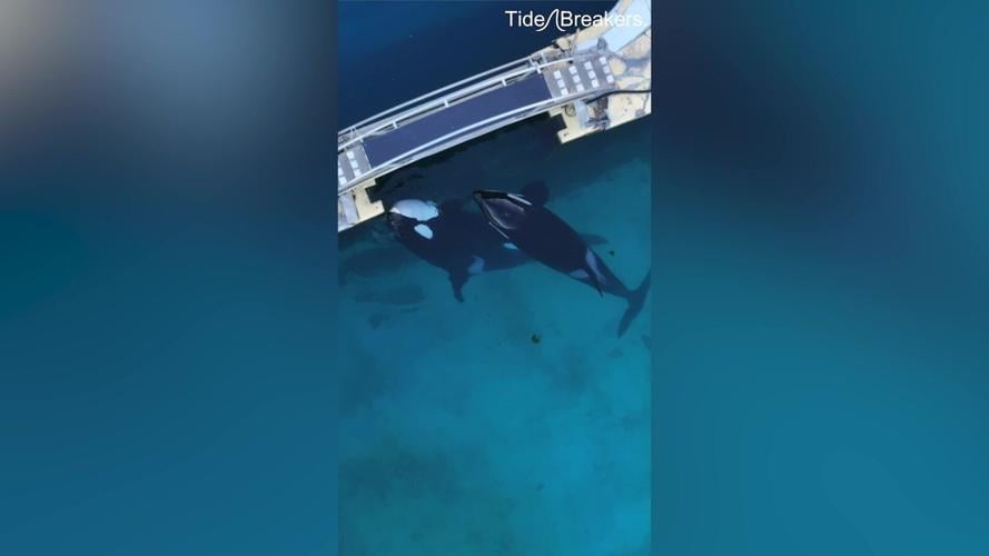 Free Willy star pleads to save orcas from crumbling French marine park