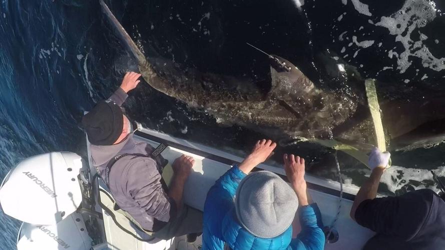 9-ft great white shark Brass Bed spotted off Florida coast