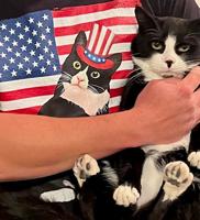 Pet Spot: Kody is a voiceless kitty