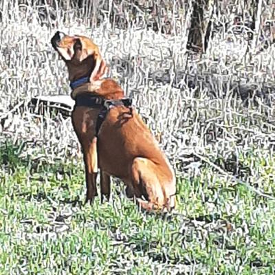 Pet Spot: Sammy described as pleasant goofball