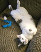 Pet Spot: Theo the cat is usually ornery