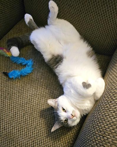 Pet Spot: Theo the cat is usually ornery