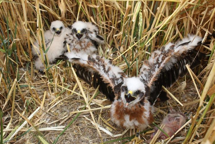UKs rarest breeding bird raises chicks at secret location for second year running