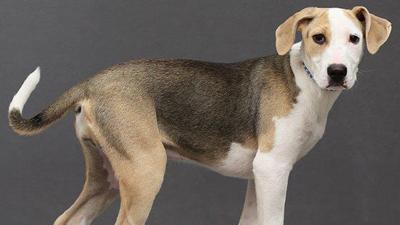 Shakira, a female hound mix, soon will be up for adoption at the Jefferson County Animal Control