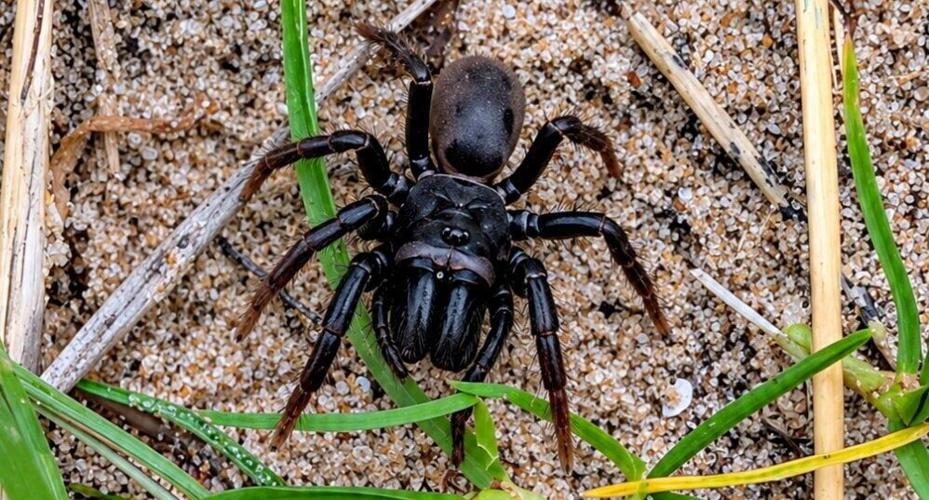 Mini ‘tarantula’ spotted on British golf course by nature walk