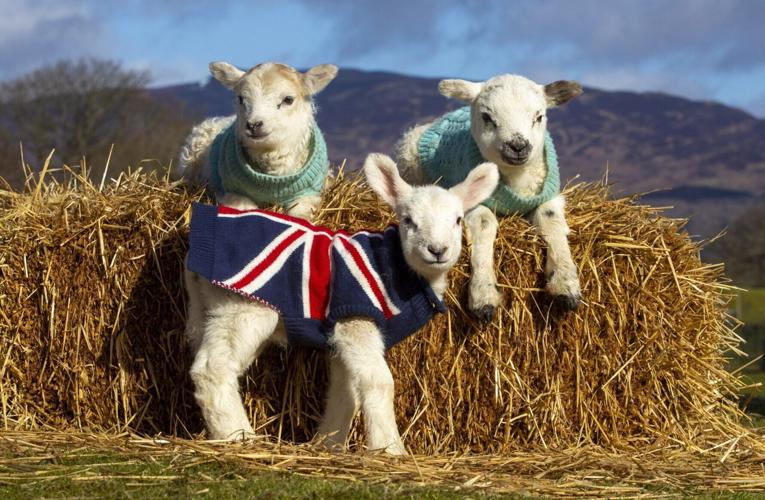 Lambs in jumpers knitted by volunteers