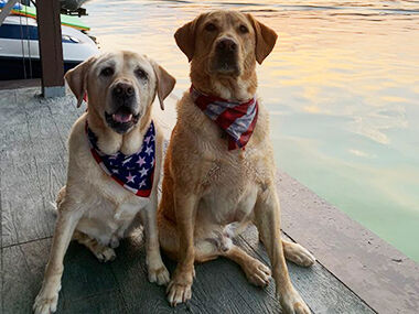 Ashleigh Wick sent in this photo of her family’s two dogs, Cody, left, and Cooper.