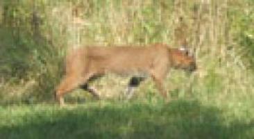Bobcat, not mountain lion, spotted in Imperial backyard ...