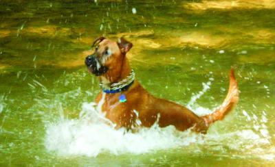 Buddy likes water