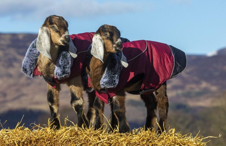 Adorable photos show baby goats wearing coats to keep warm