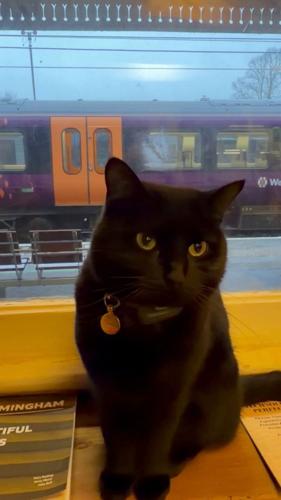 Birmingham railway station cat officially appointed Junior Mouse Catcher