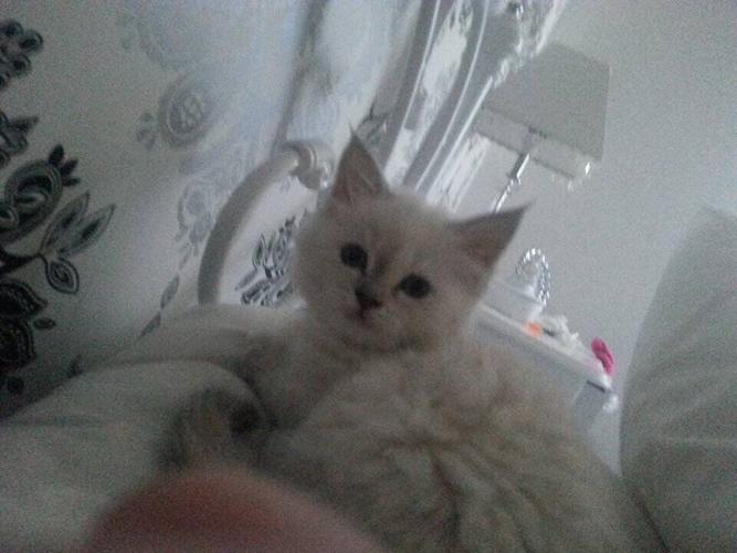 Missing cat found 200 miles away after 10 years but owner told he can’t have her