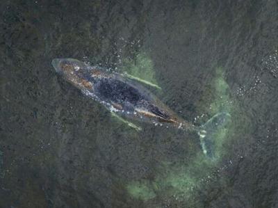 The plight of a whale stranded off the Baltic Sea coast has captured the hearts of the German public