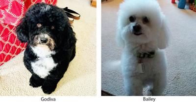 Michelle Castor of Imperial sent in these photos of Bailey, a bichon frise, and Godiva, a mini Bernese mountain dog-poodle mix.