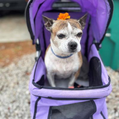 Taylor Menteer of Pevely sent in this photo of Roxie Rue getting a ride in her stroller.