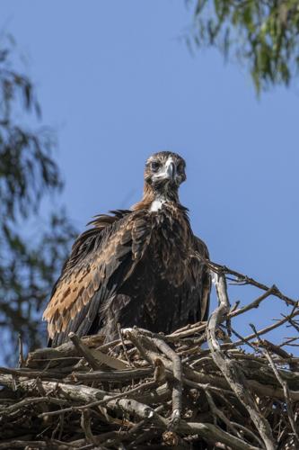 The eagle has landed! Chick rescued after falling from gum tree nest